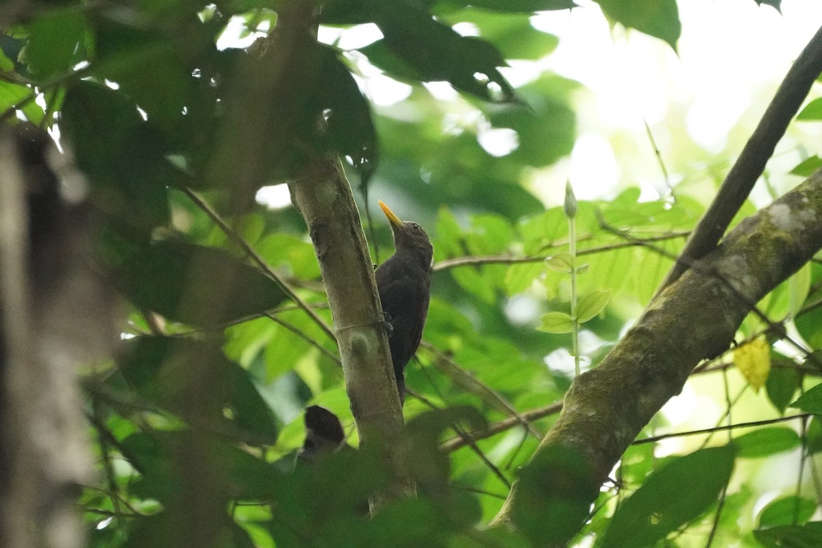Maroon Woodpecker - ML643973157