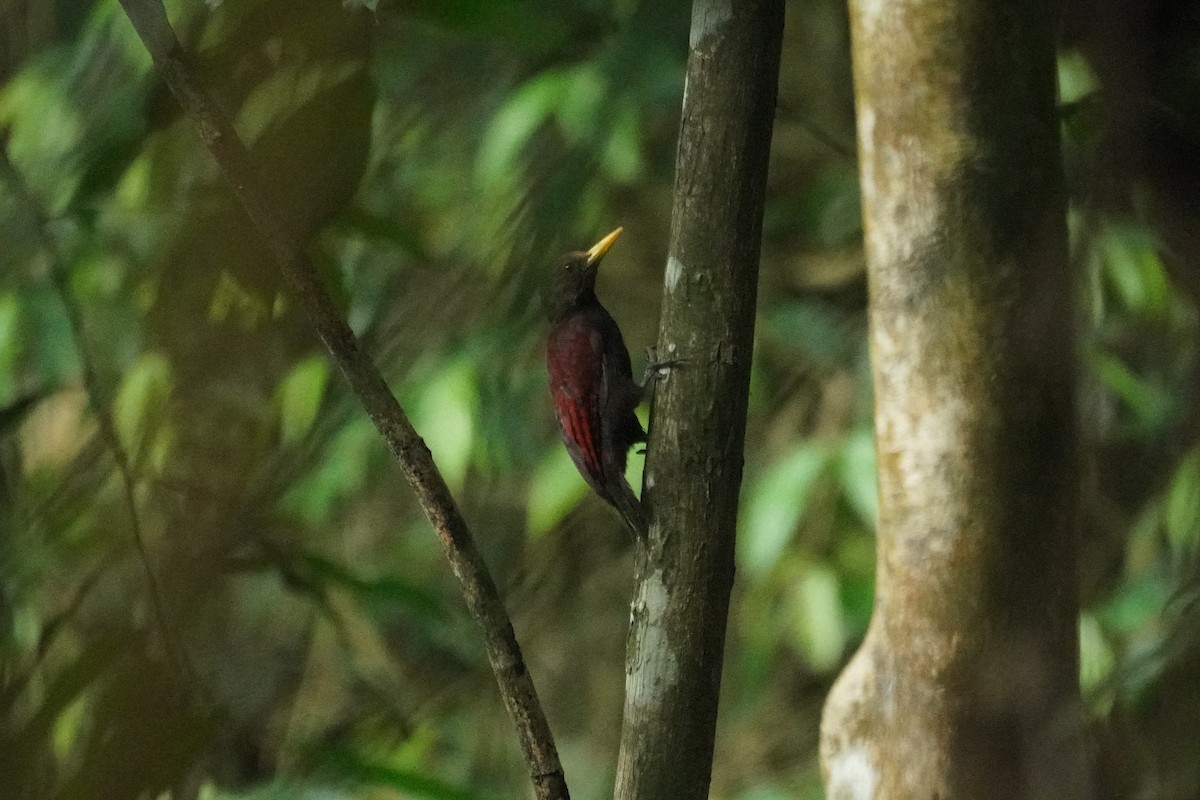 Maroon Woodpecker - ML643973158