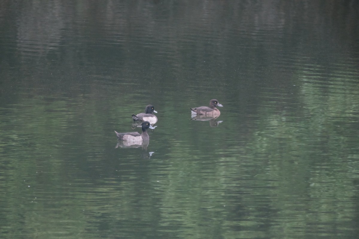 Tufted Duck - ML643973162