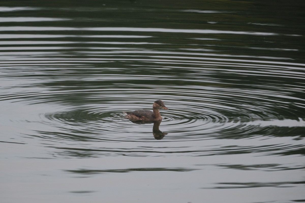 Little Grebe - ML643973167