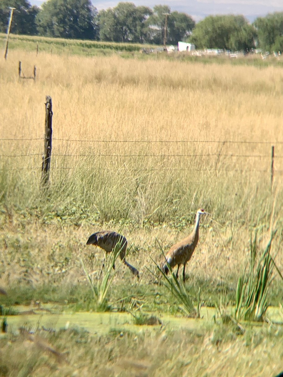 Sandhill Crane - ML643973168