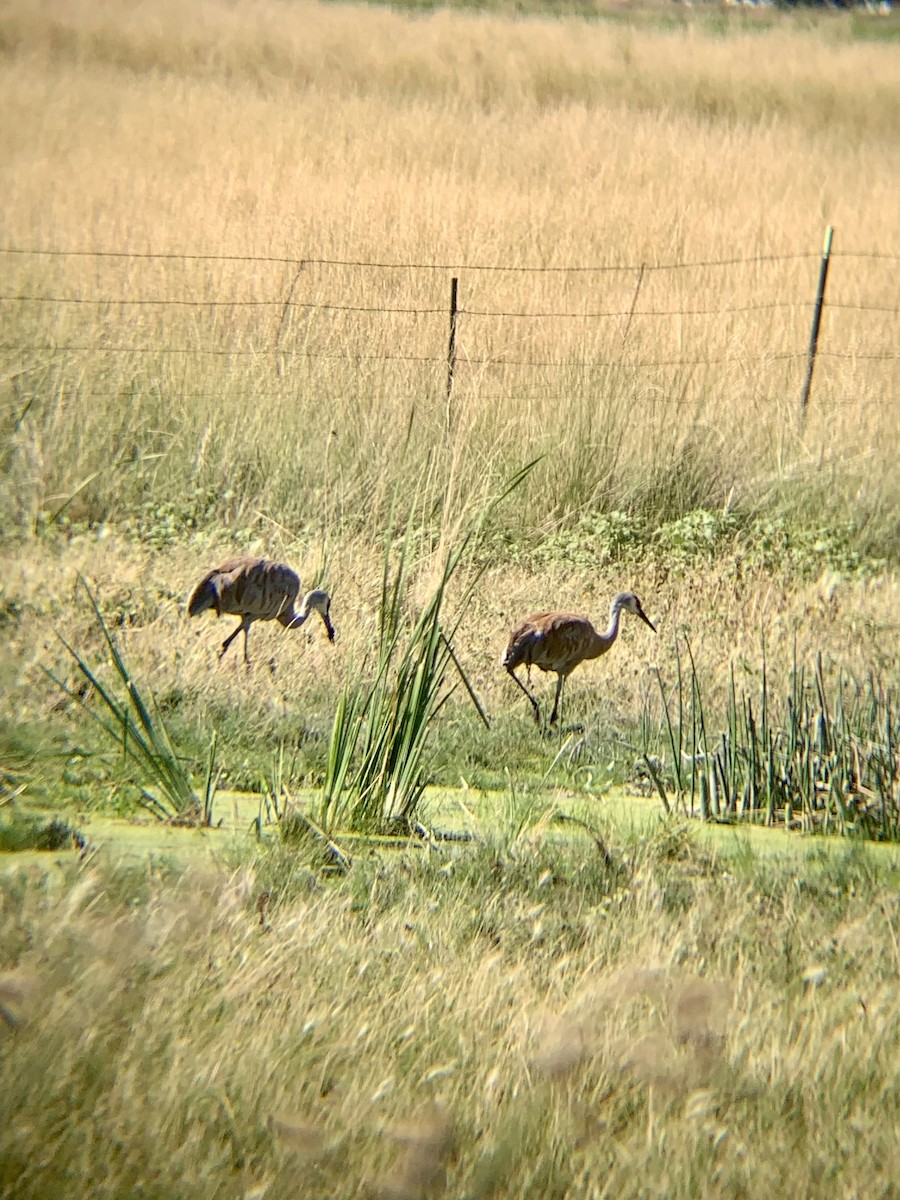 Sandhill Crane - ML643973169