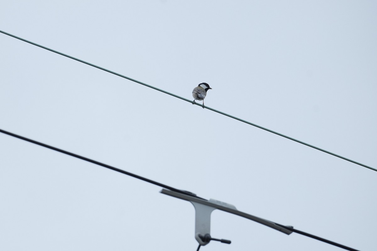 Asian Tit - ML643973171
