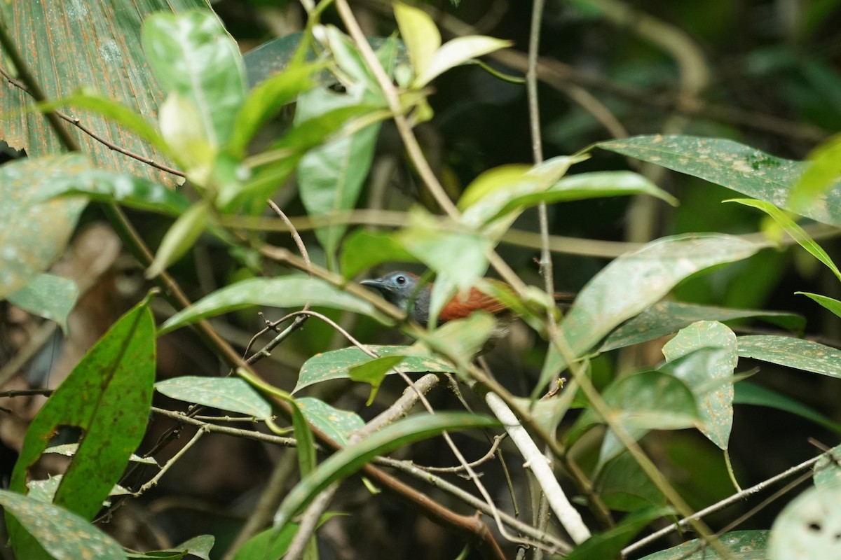 Timalí Alirrojo - ML643973173