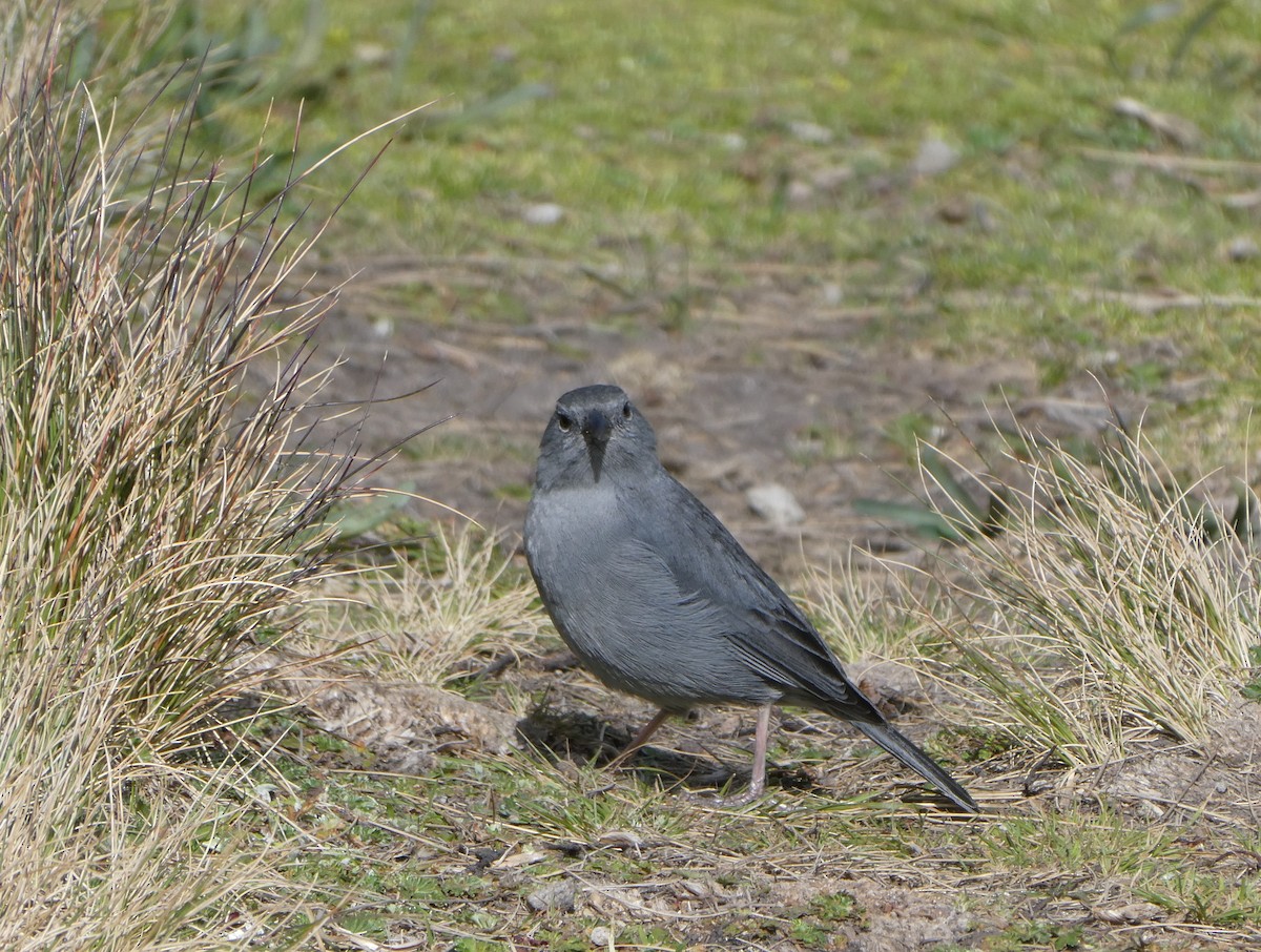 Plumbeous Sierra Finch - ML643973175