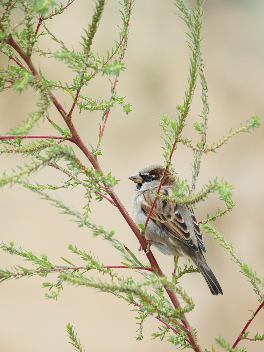 vrabec domácí - ML643973178