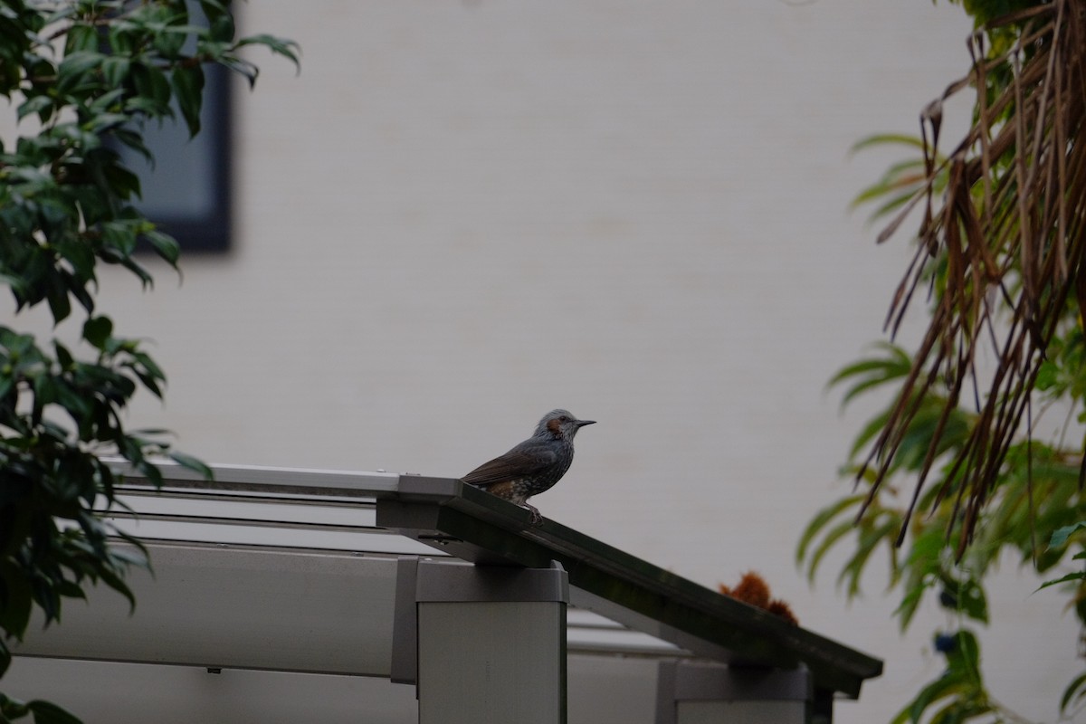 Brown-eared Bulbul - ML643973183