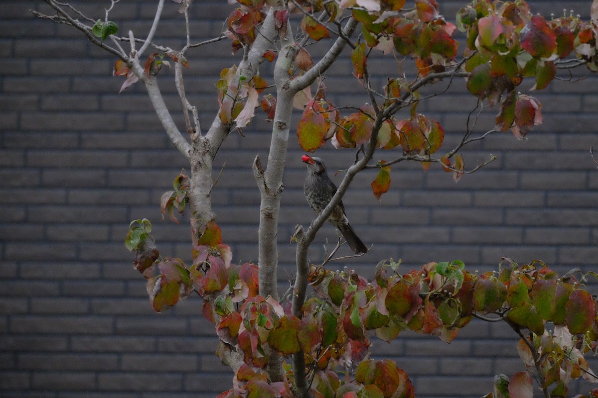 Brown-eared Bulbul - ML643973184