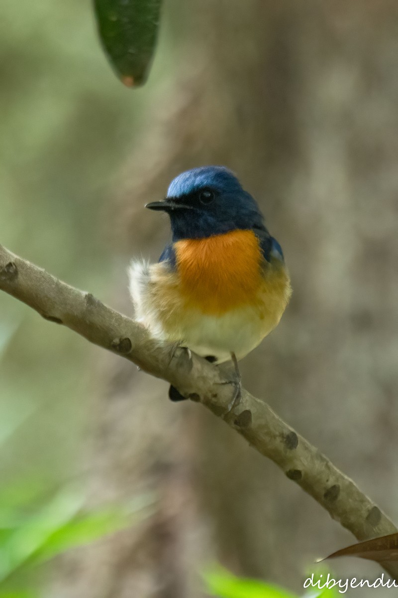 Blue-throated Flycatcher - ML643973186
