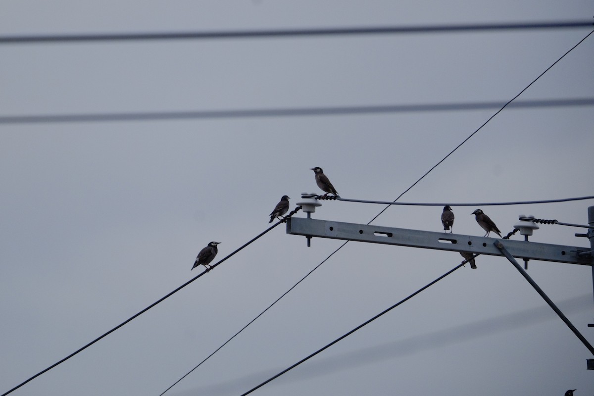 White-cheeked Starling - ML643973189