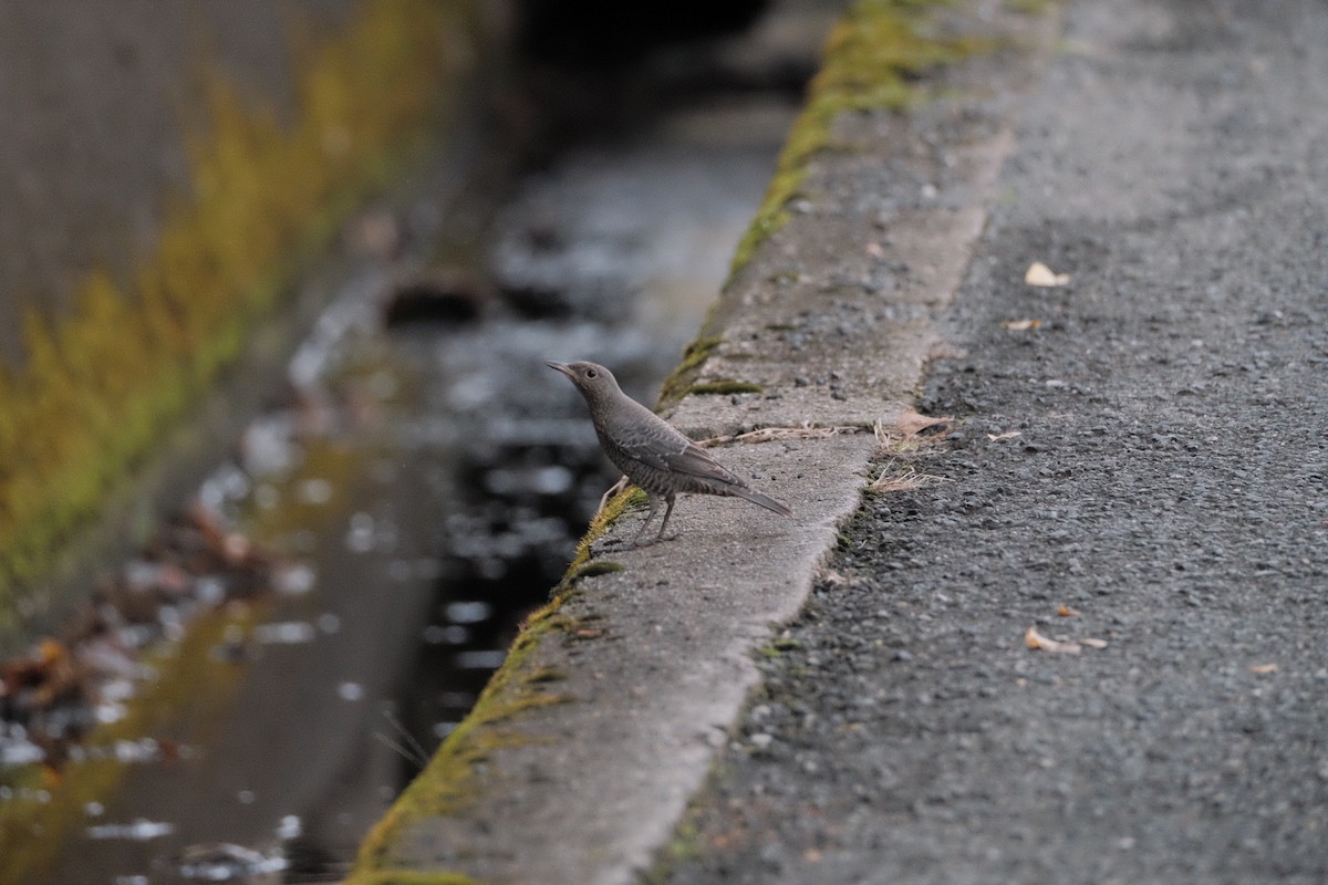 Blue Rock-Thrush - ML643973195