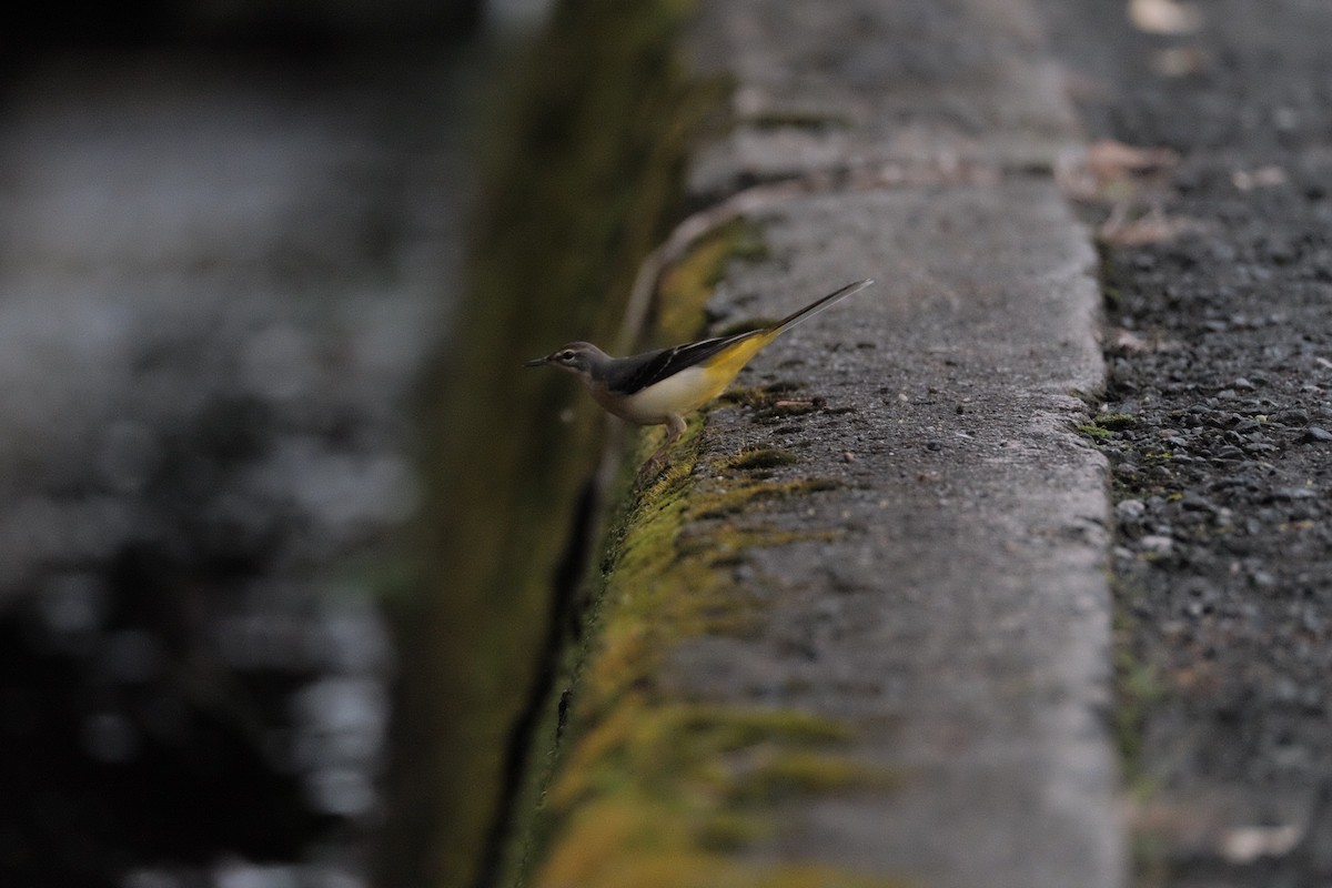 Gray Wagtail - ML643973197