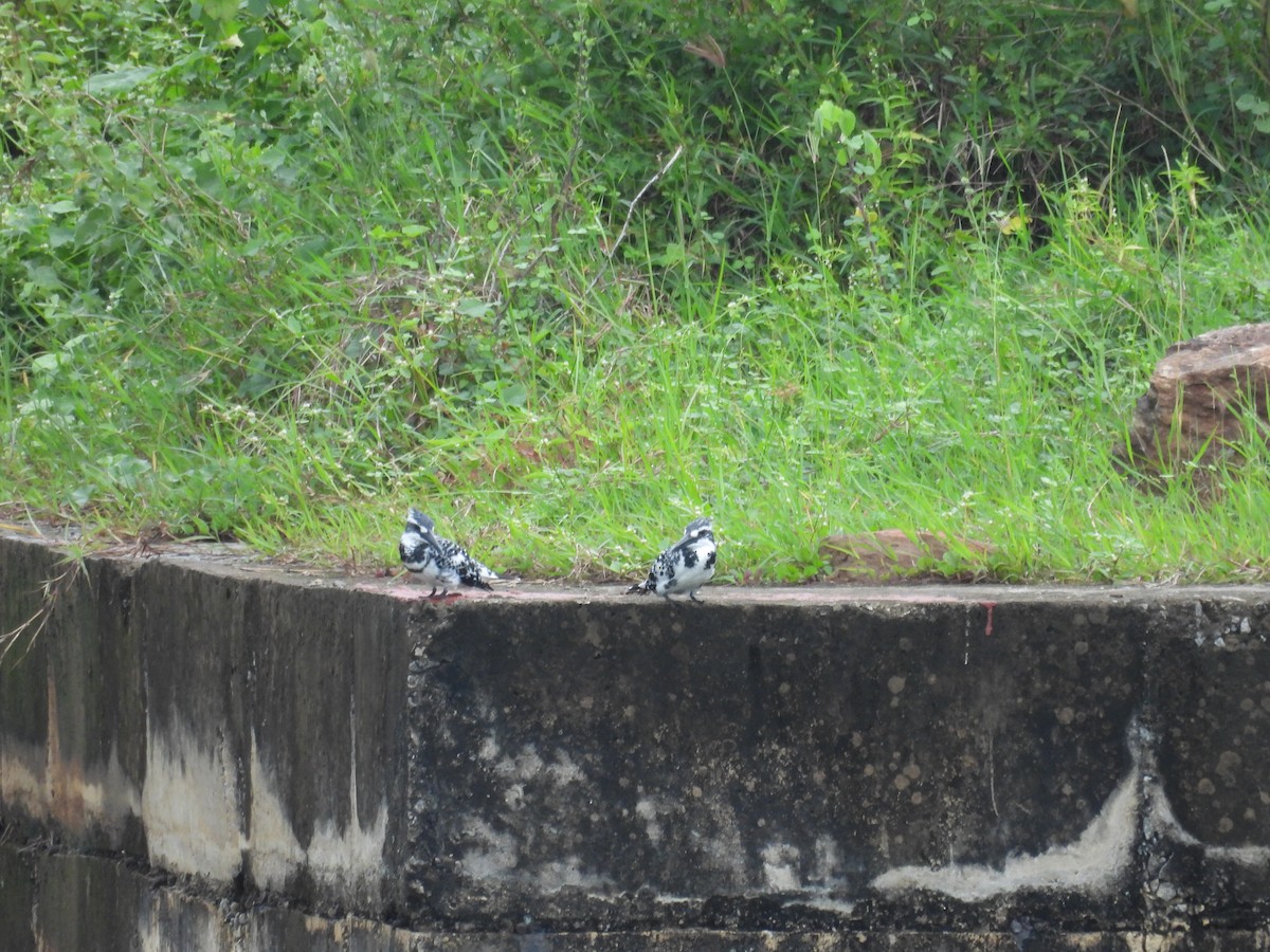 Pied Kingfisher - ML643973213