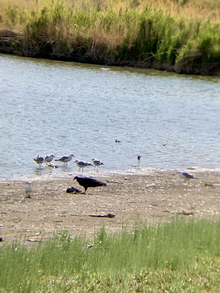 Turkey Vulture - ML643973214