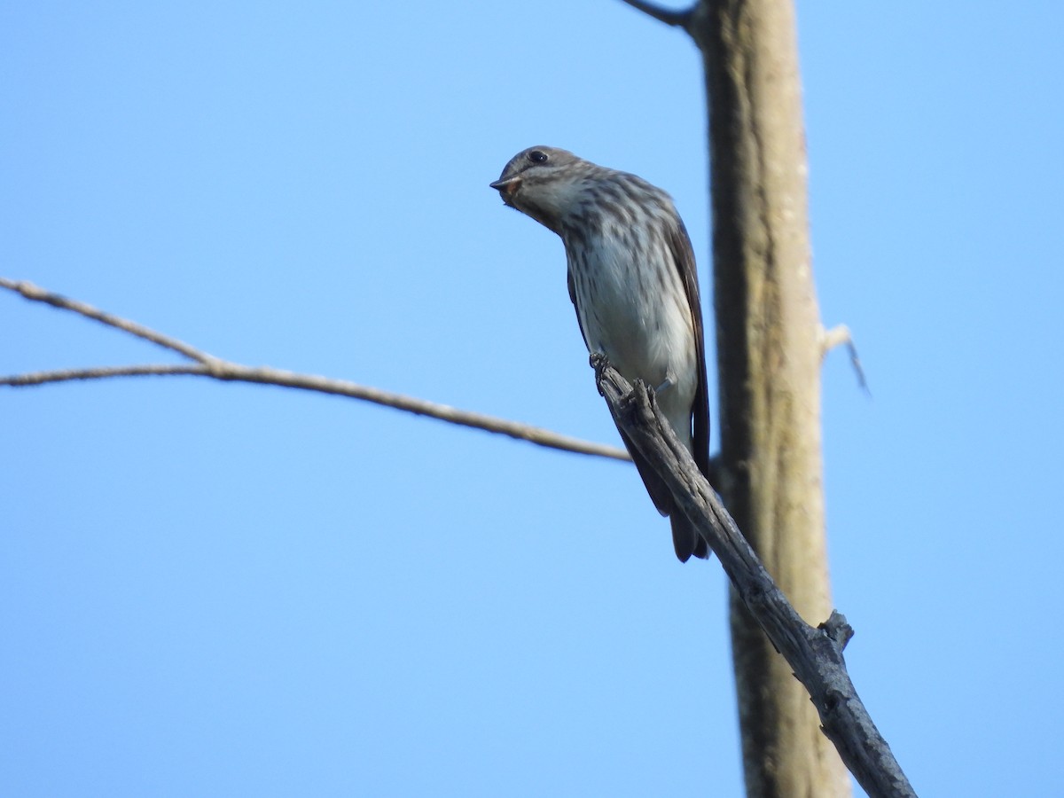 Gray-streaked Flycatcher - ML643973235