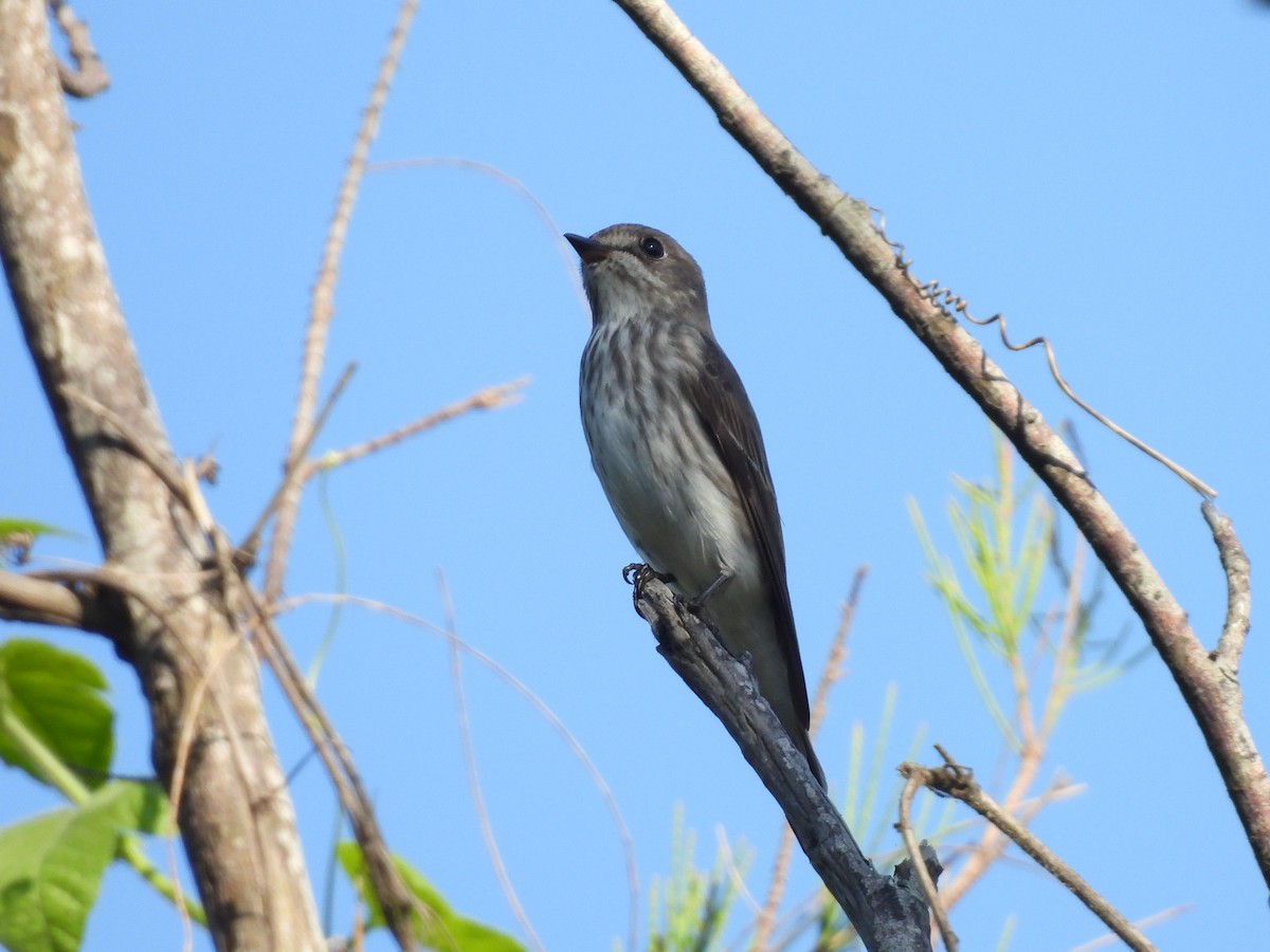 Gray-streaked Flycatcher - ML643973238
