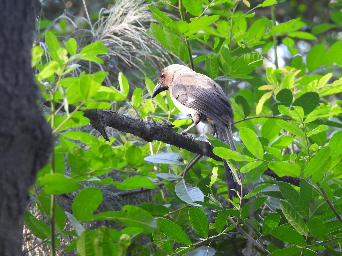 Gray Treepie - ML643973241