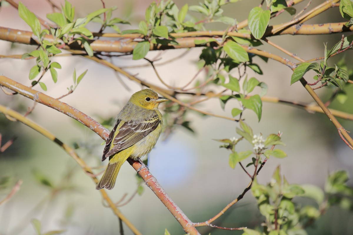 Western Tanager - ML643973242