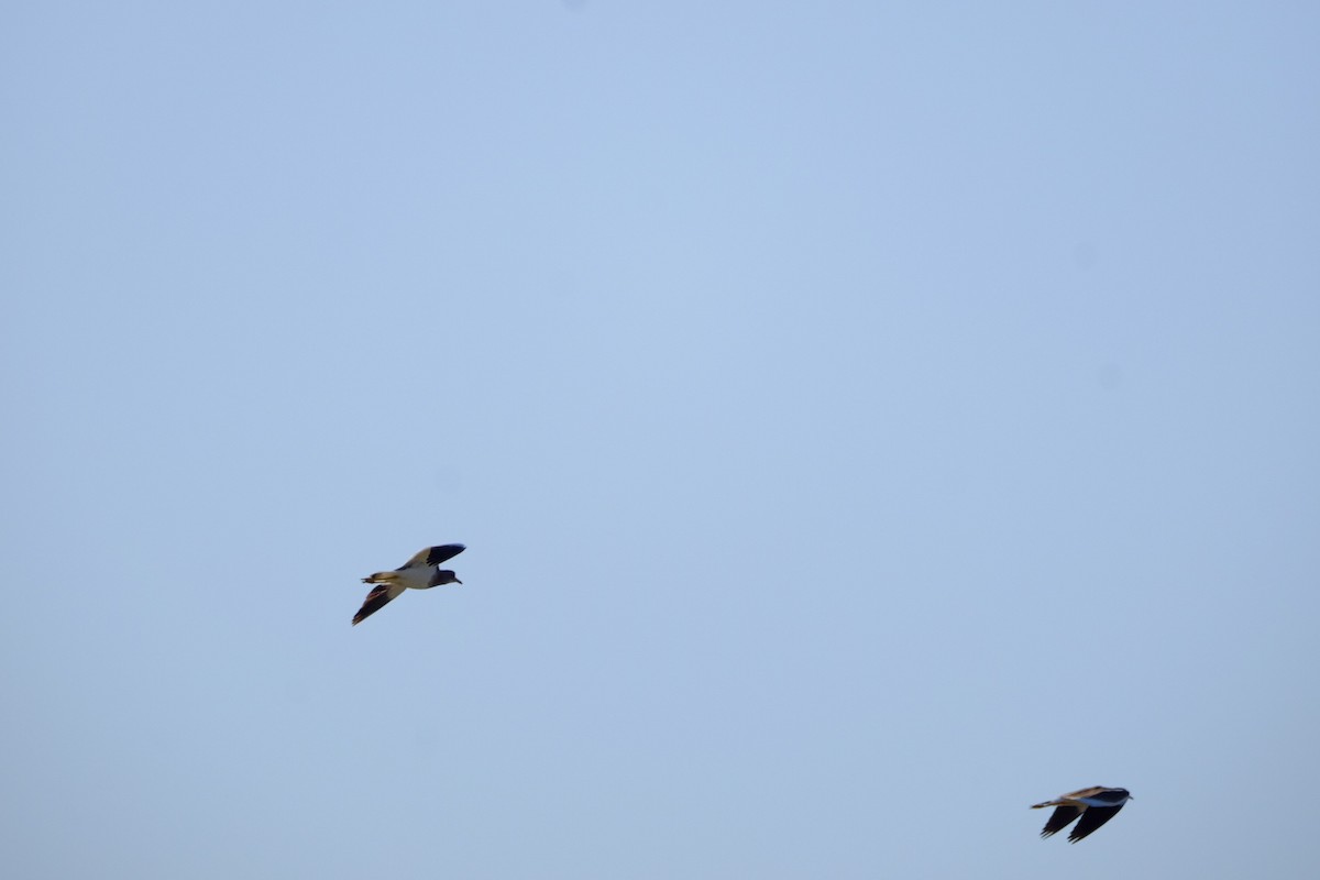 Gray-headed Lapwing - ML643973243