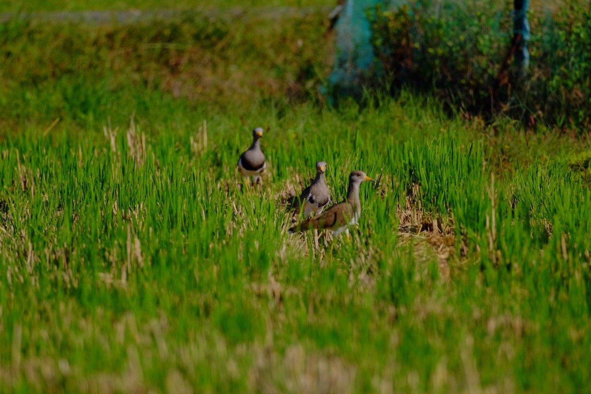 Gray-headed Lapwing - ML643973244