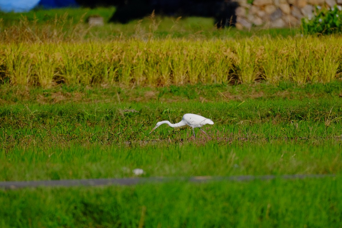 Great Egret - ML643973245