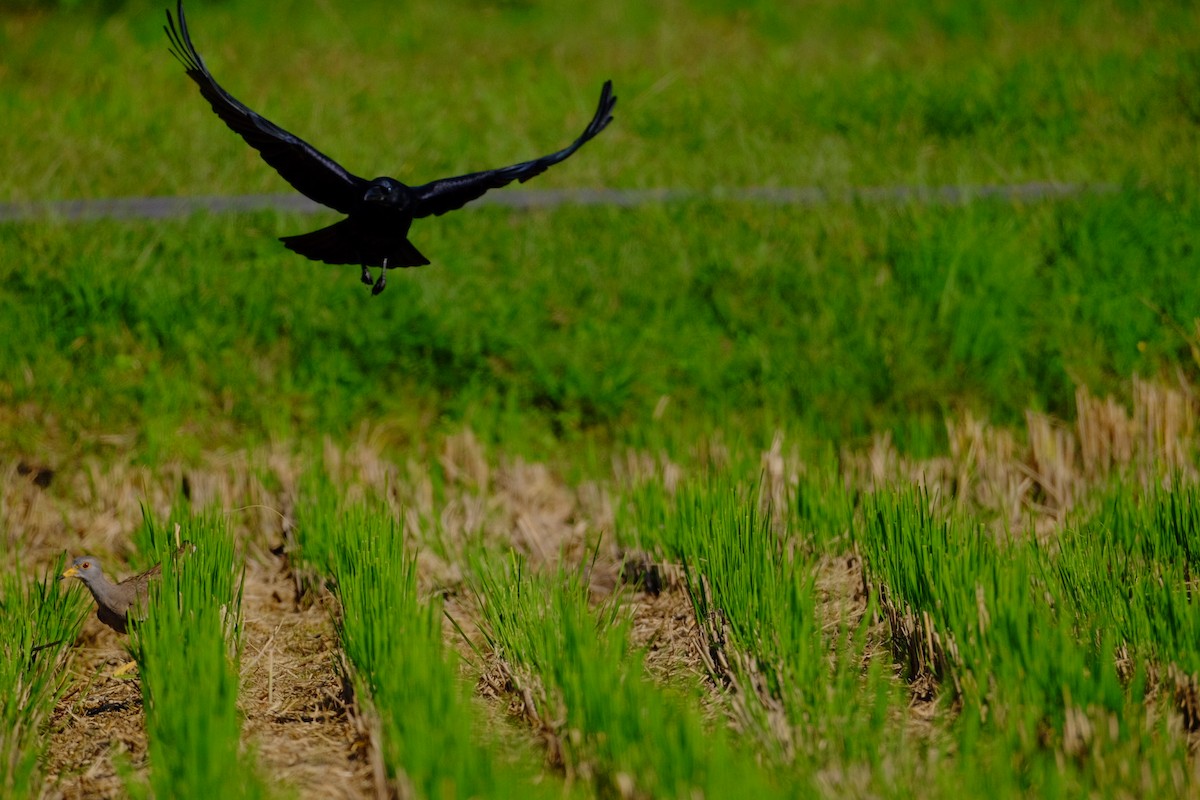 Large-billed Crow - ML643973246