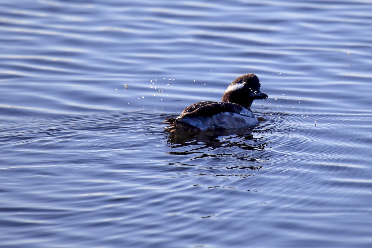 Bufflehead - ML643973249