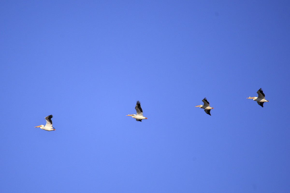 American White Pelican - ML643973250