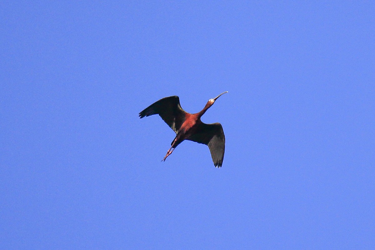 White-faced Ibis - ML643973251