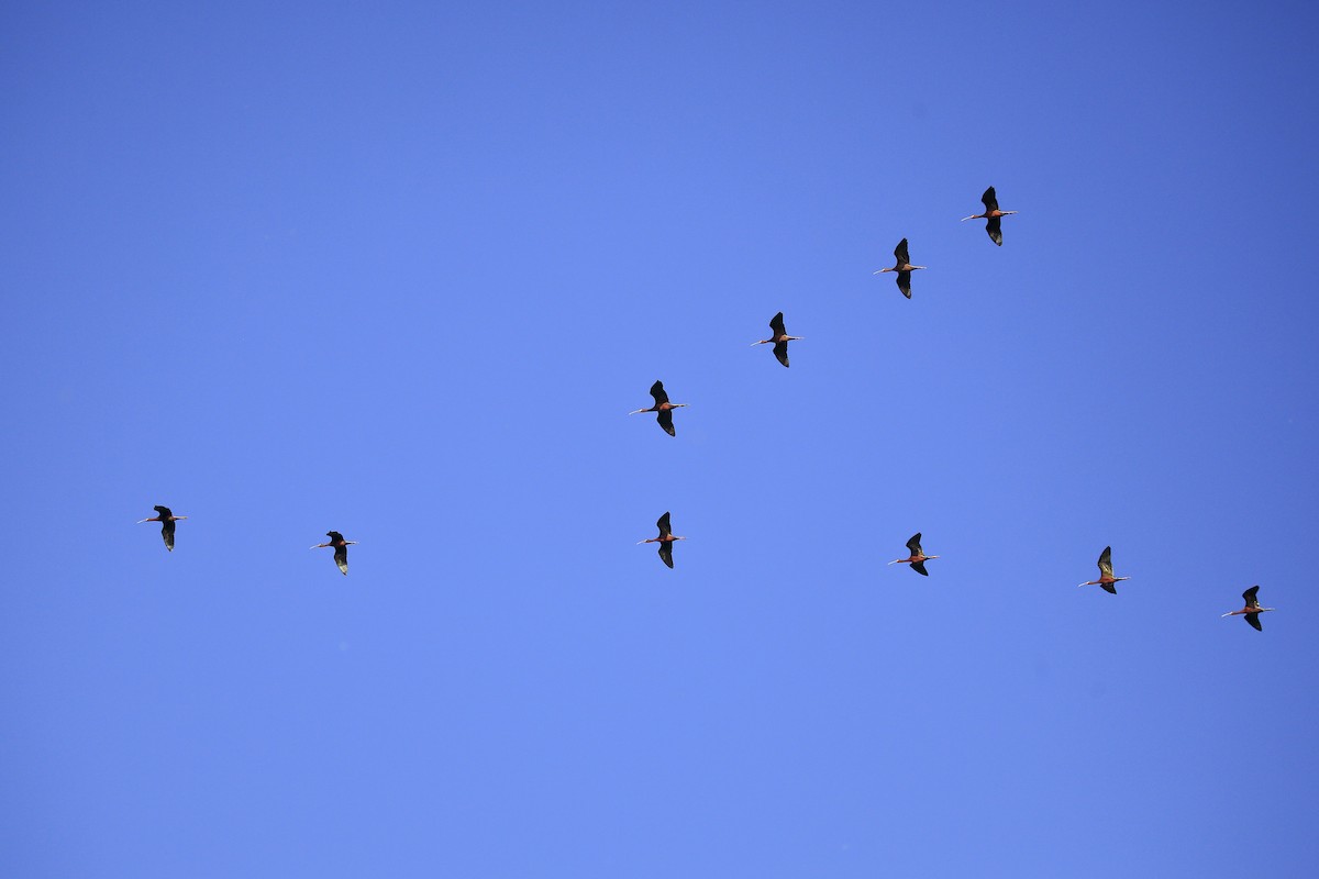 White-faced Ibis - ML643973252