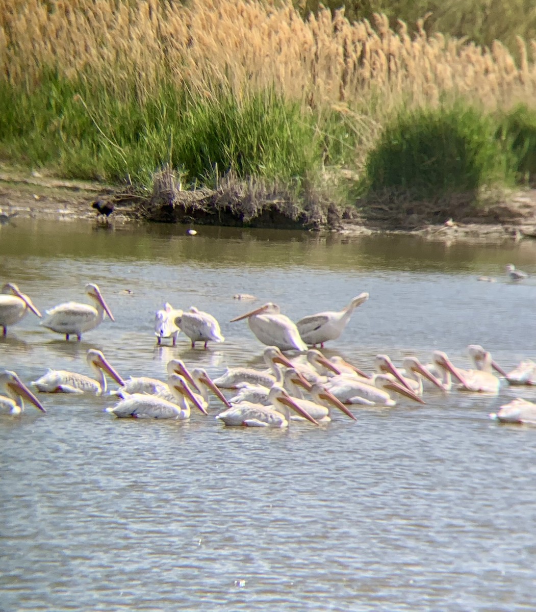 American White Pelican - ML643973255