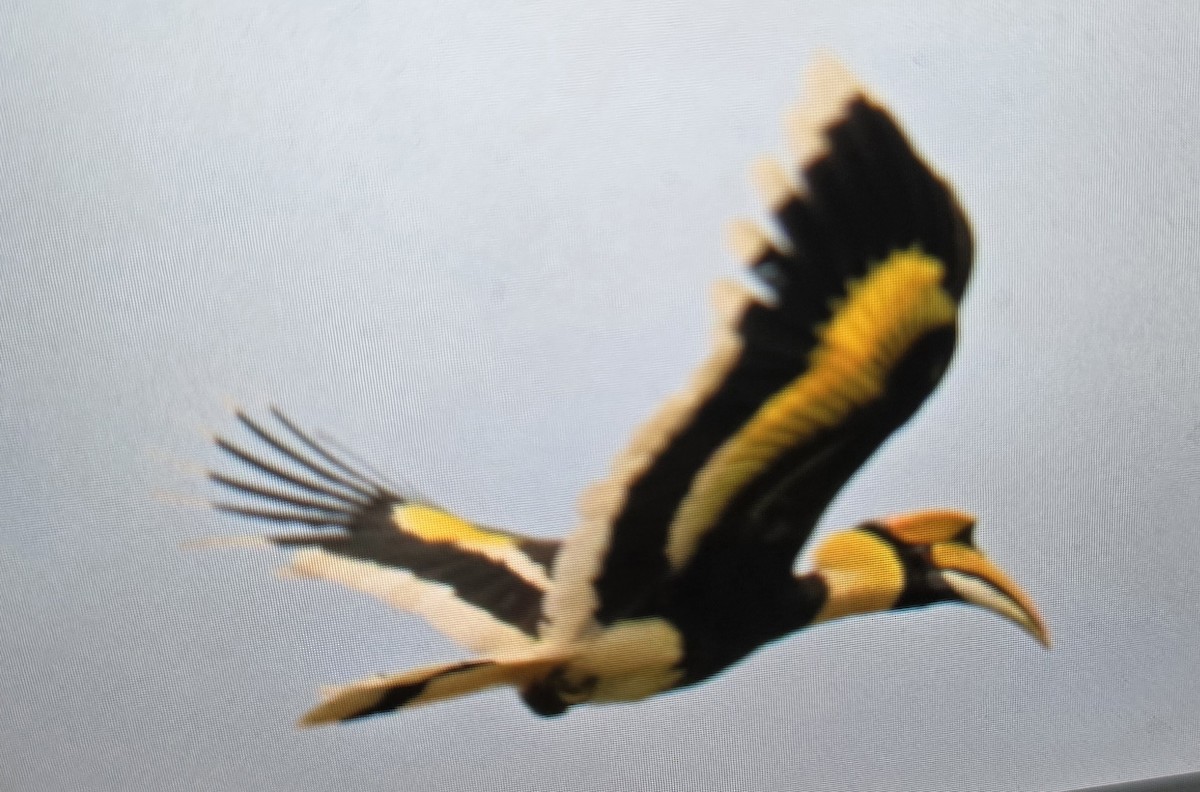Great Hornbill - ML643973256