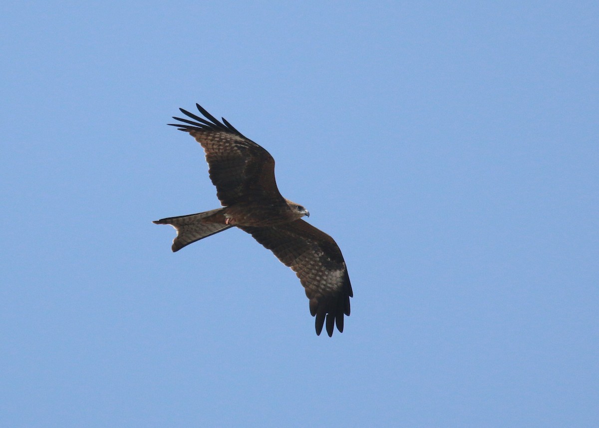Black Kite - ML643973257