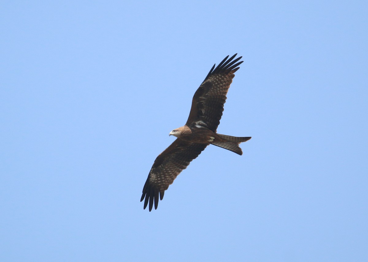 Black Kite - ML643973258