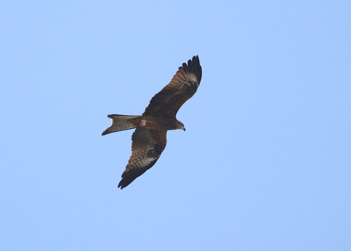 Black Kite - ML643973259