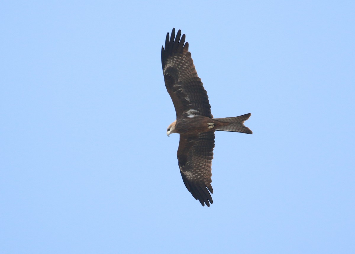 Black Kite - ML643973260