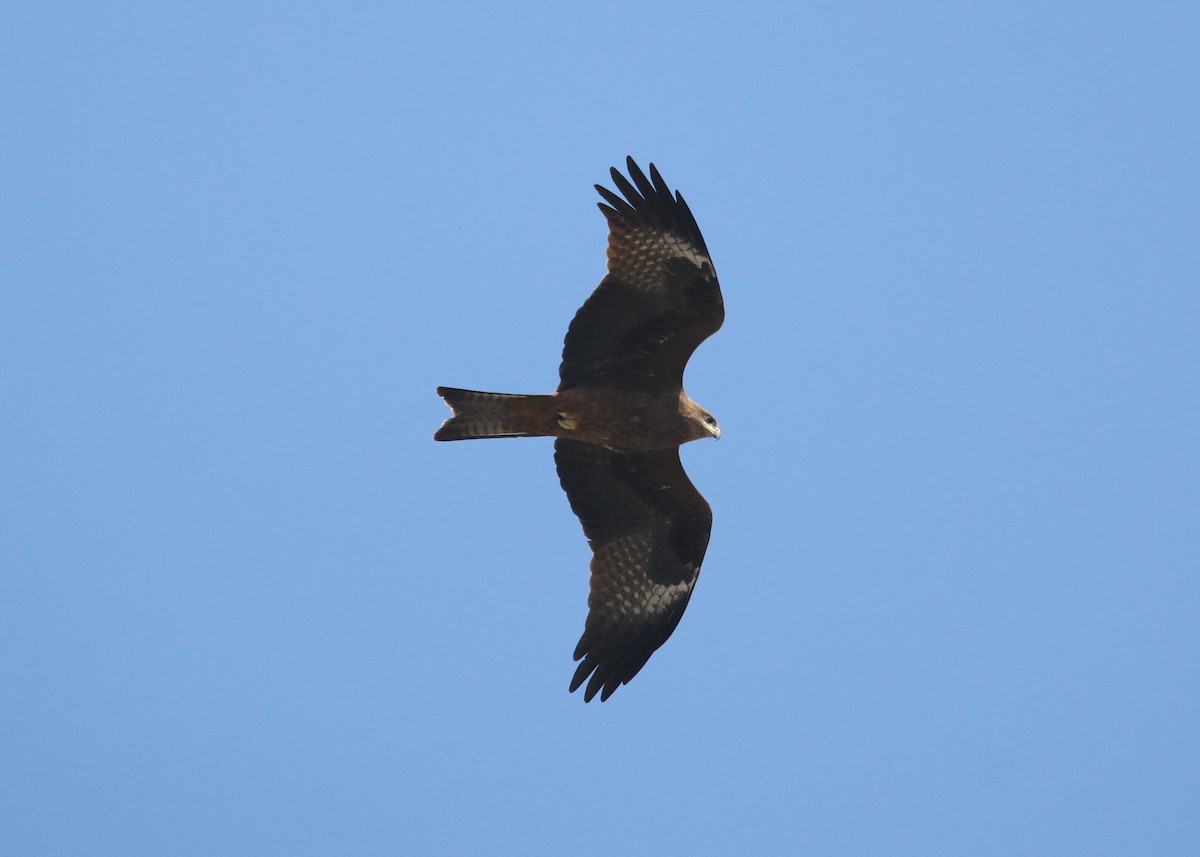 Black Kite - ML643973261