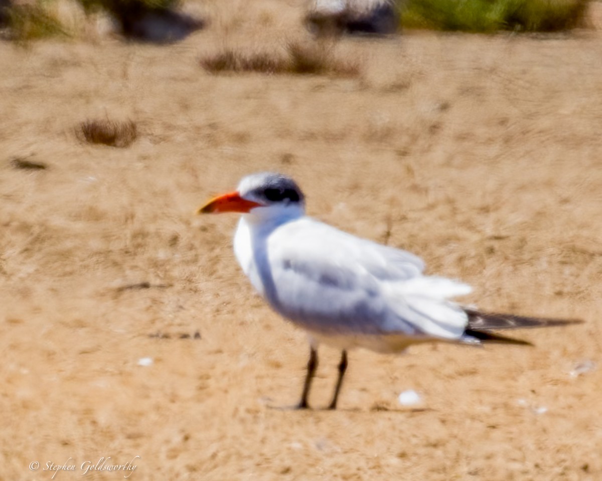 Caspian Tern - ML643973262