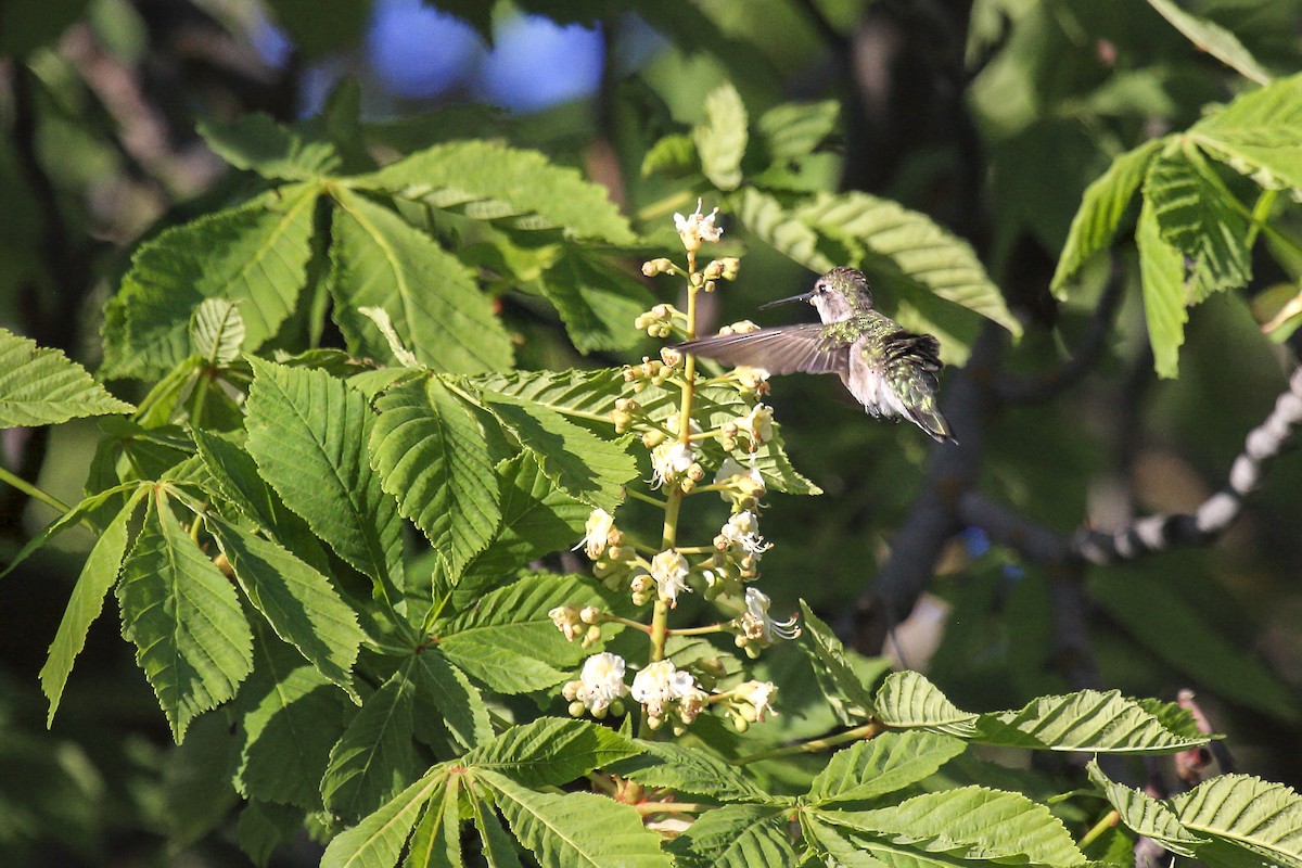 Black-chinned Hummingbird - ML643973263