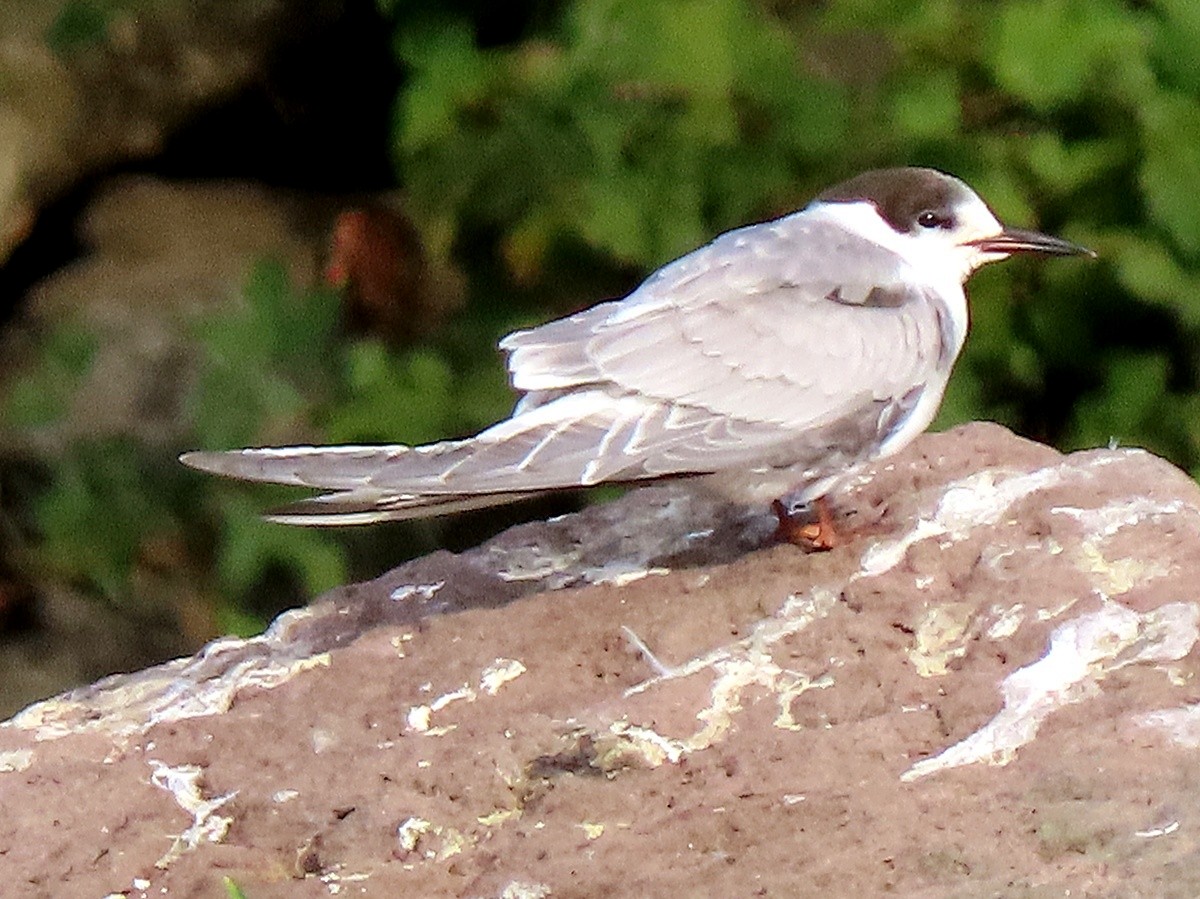 Common Tern - ML643973269