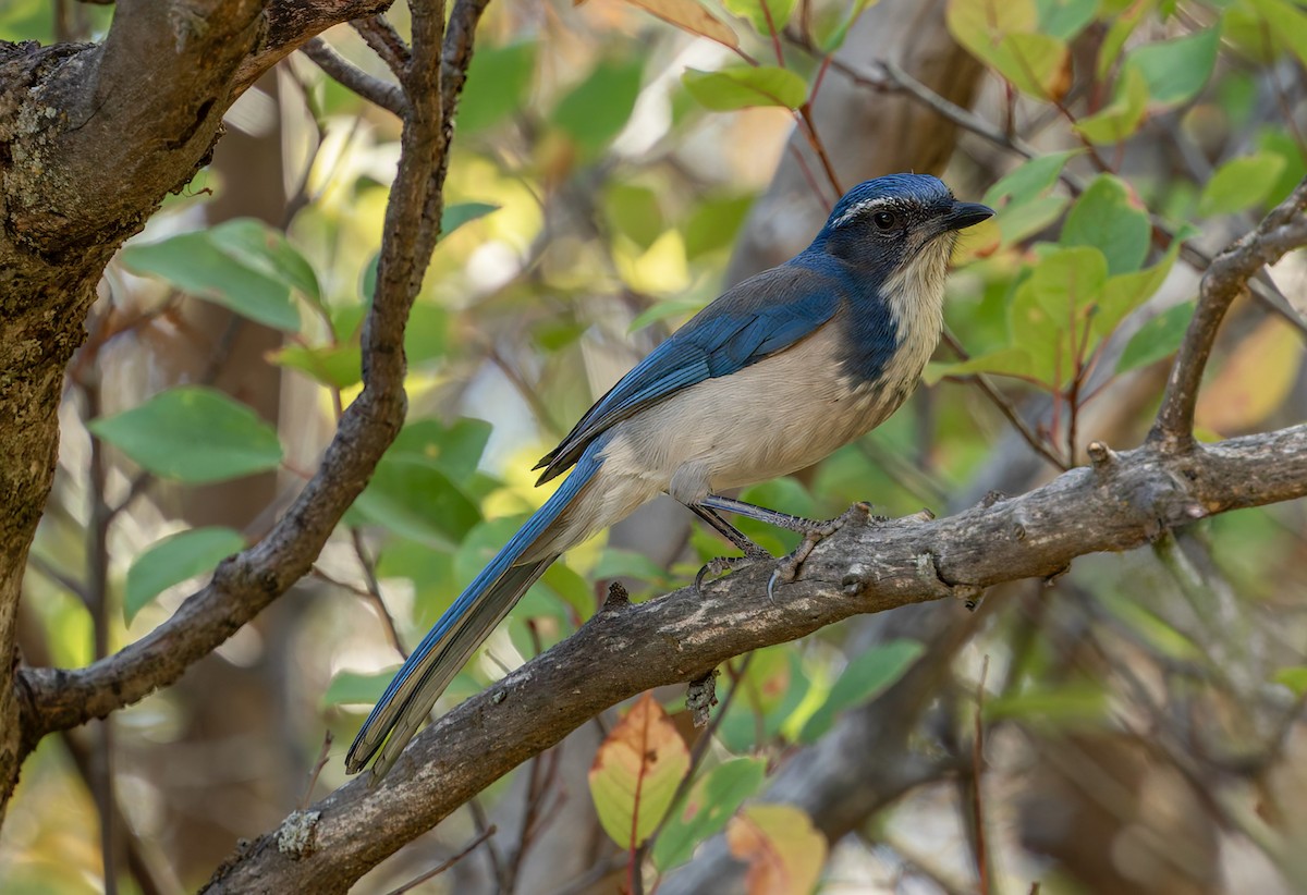 California Scrub-Jay - ML643973270