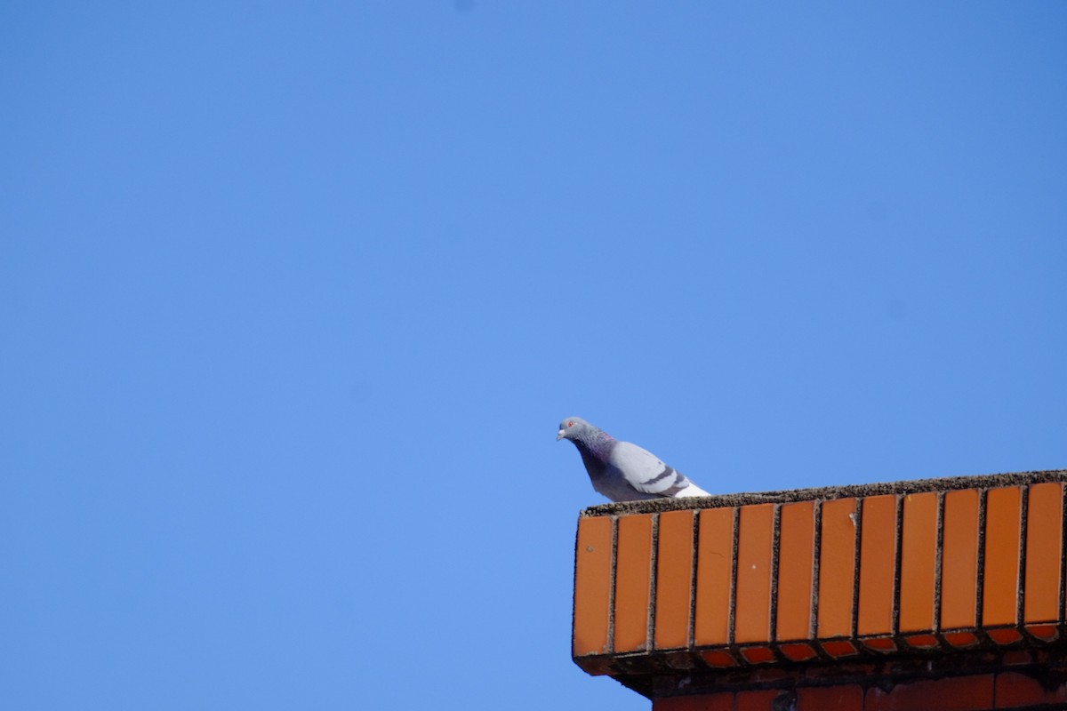 Rock Pigeon (Feral Pigeon) - ML643973277