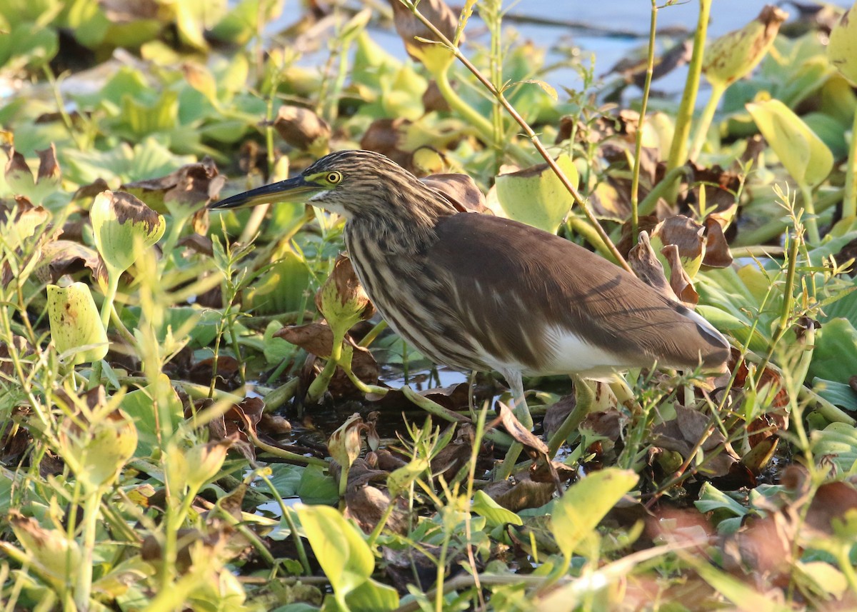 Indian Pond-Heron - ML643973280