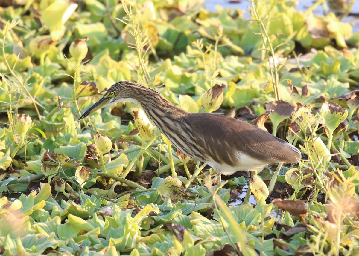 Indian Pond-Heron - ML643973281