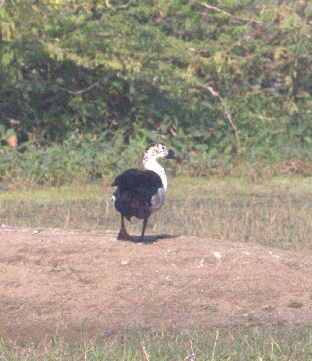 Knob-billed Duck - ML643973282