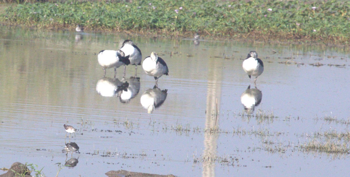 Knob-billed Duck - ML643973283