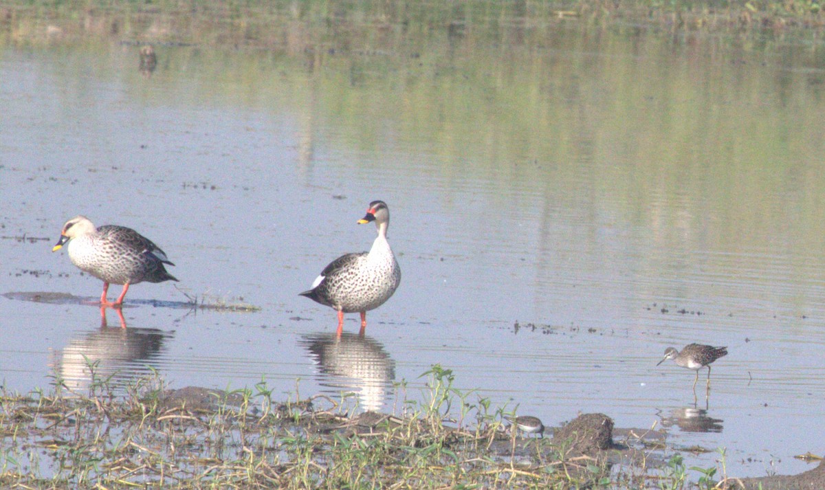 Indian Spot-billed Duck - ML643973284