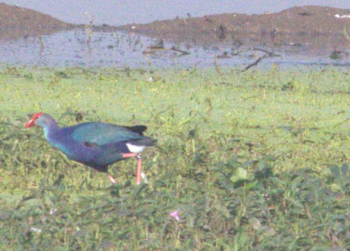Gray-headed Swamphen - ML643973286