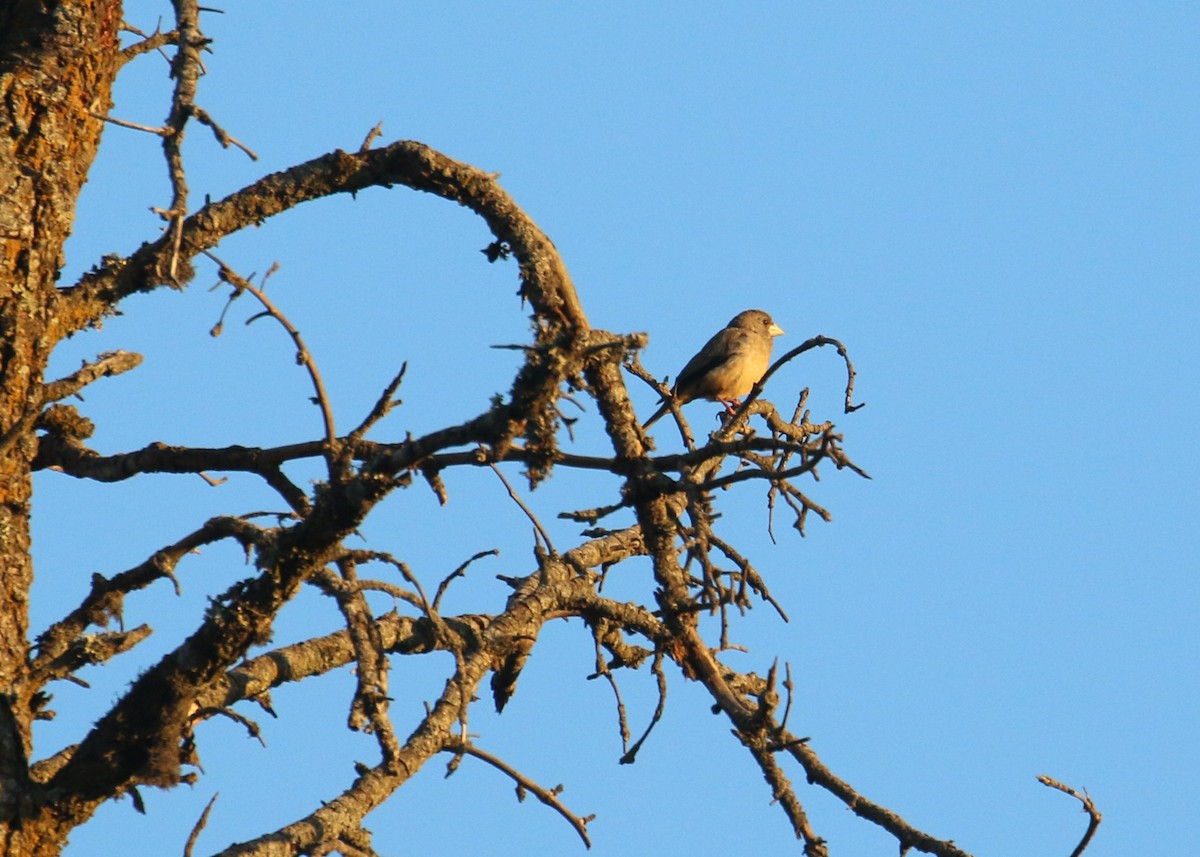 Black-and-yellow Grosbeak - ML643973287