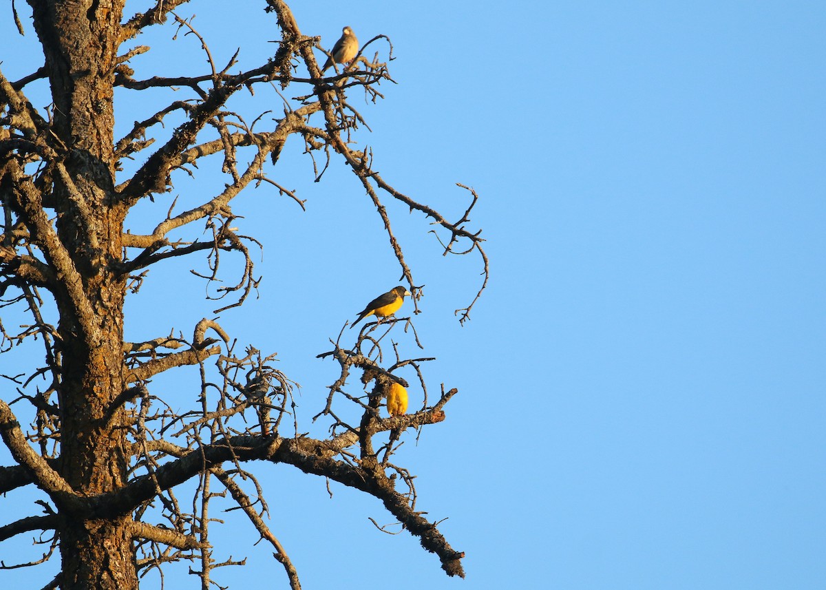 Black-and-yellow Grosbeak - ML643973288
